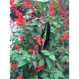 animals and bugs/insects