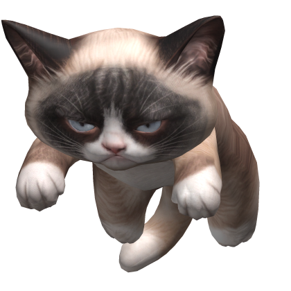 Grumpy cat on head