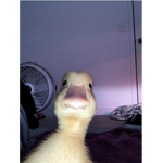Kostenlose Sachen