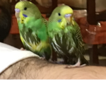 Parakeets club