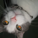 ZariSkillzHD