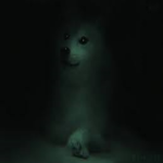 Dead Doge Developers