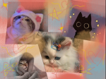 La casa de los gatitos y gatitas