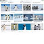 Penguin are Best animal on earth