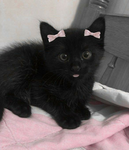 Kitty's Group !