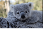 Koala designsb