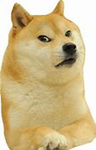 doges forever!!!!!!!!!!!!!!!!!!!!!!!!!!!!!!!