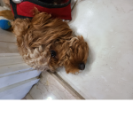 Leon's dog group