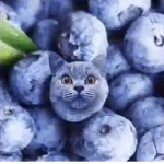 bLåBæR