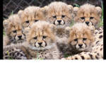 Cheetah_girls