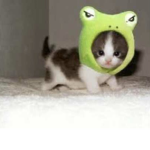 cyberkitten