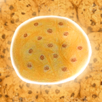 Cookie Selling Business