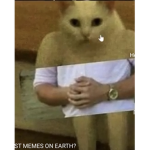 Cat….
