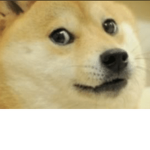 Doge united DC