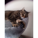 Bailey The cat