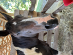 Kate’s horse fam group