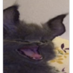 cat official club