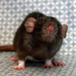 RAT ARMY (RATS ONLY)