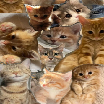 Cats Oranges