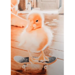 Yellow Duckys