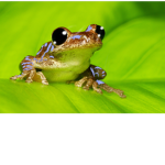 Froggy_Tiger_Love