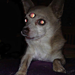 The Butter dog