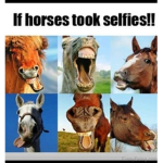 MSE horse squad
