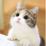 cute cat soo cute and small