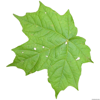 Green Leaf Roblox decal