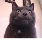 Supreme Cat Army