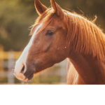The amazing HorseSquad