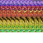 Xxsterrexxilc's pack