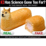 MY PLACE OF DOGS