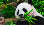 The panda army #pandas forever