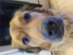 Da best dogie 1000