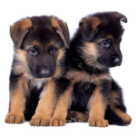 Vivo Dogs