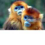 golden monkeys gang