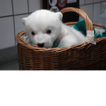 |~Polar cubs~|