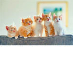 kittenz closet group