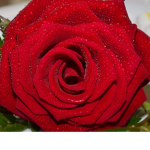 Rose||Petal