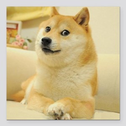 Doge Club For Doge Fans !!!!!!!!!!!!!!!!!!!!!!!!!'