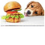 Hamburger puppies