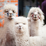 The Loot Llamas