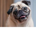 TheCoolPugs
