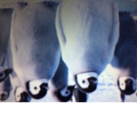 Penguins are cool and epic