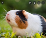 Guinea pig goldfish friends