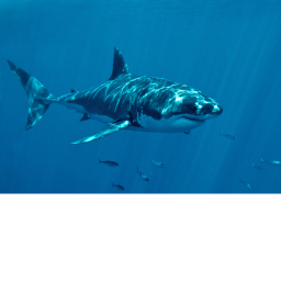 Shark protection Server