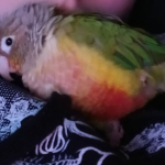 My bird kiwis group