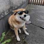 The Shiba Society.
