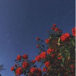 •Blueberry Stars•